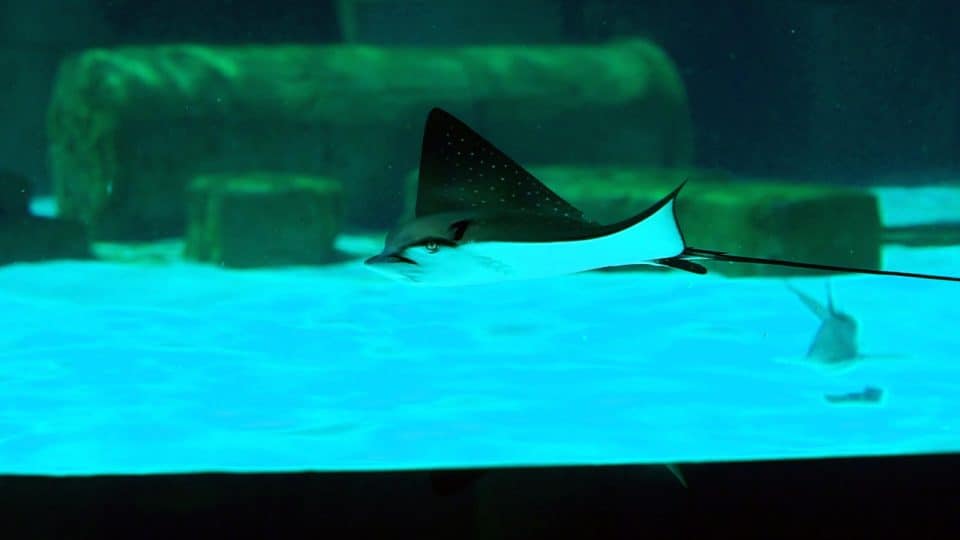 The Land Of Legends Aquarium