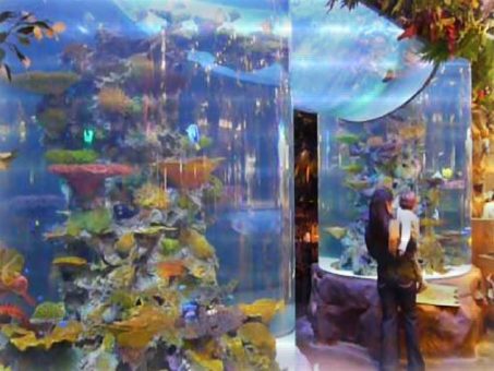 City Stars Mall Rainforest Cafe Akrilik Akvaryumlar - Referanslar - 2